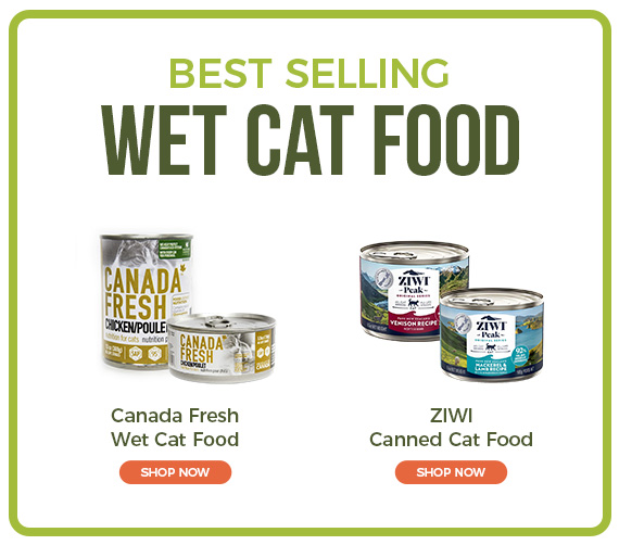 Does Wet Cat Food Cause Diarrhea? Uncover the Truth Now