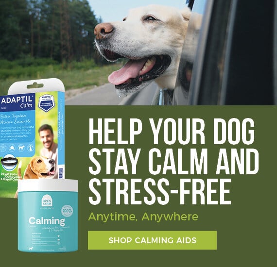 Importance of Chew Toys for Pets During Rides: Calm, Safe Journeys