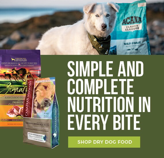 Does It Matter the Type Pf Protien in Dog Food? Essential Insights