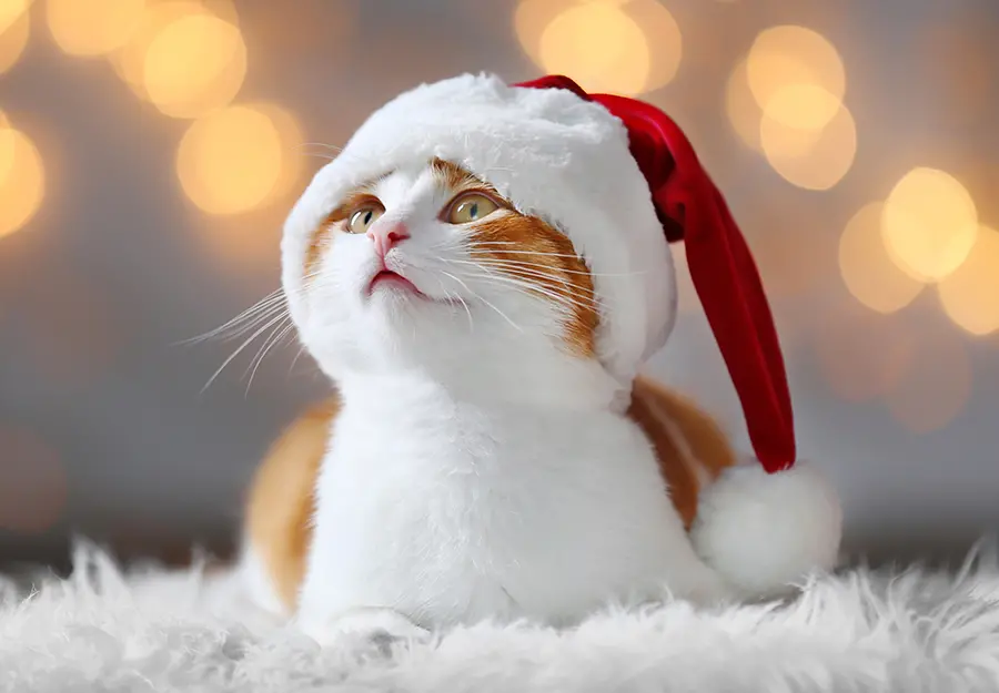 Christmas-gifts-for-cats