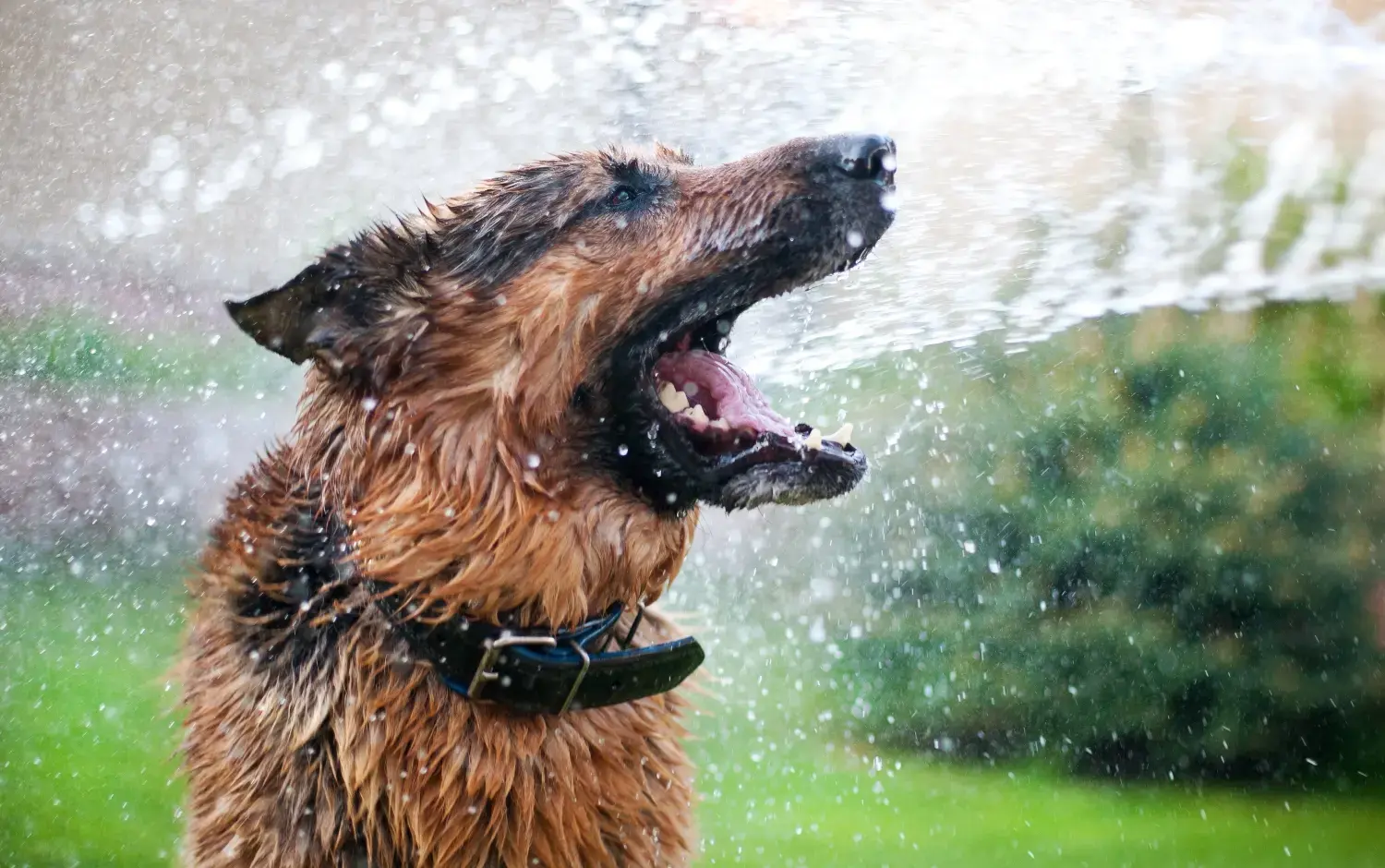 how-to-cool-down-a-dog
