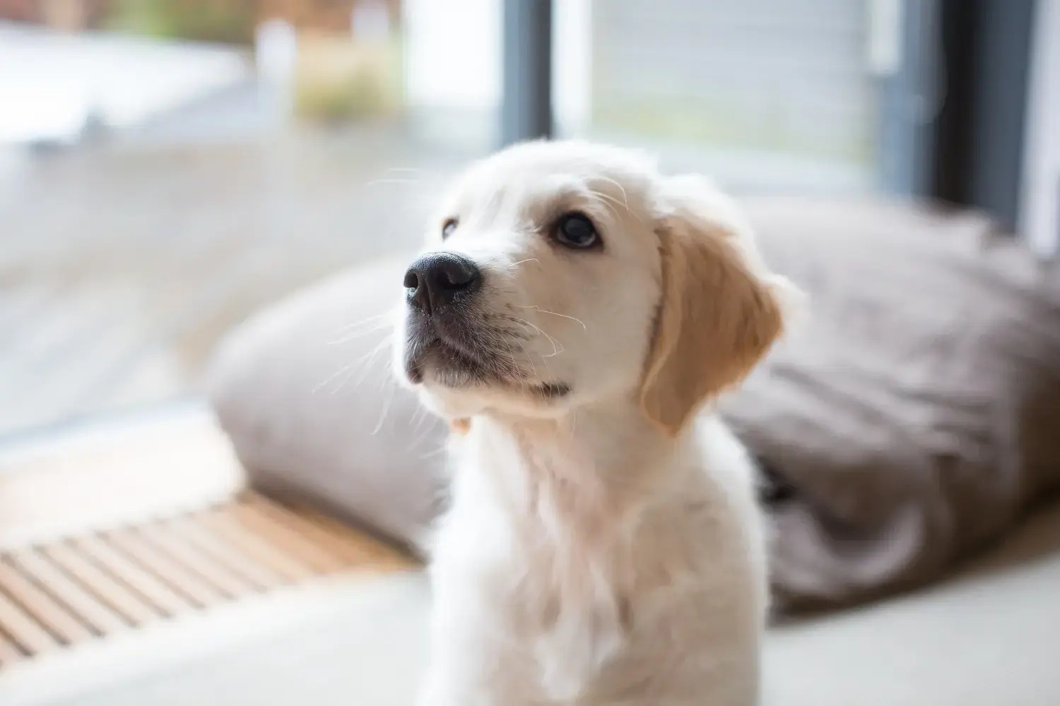 new-puppy-checklist