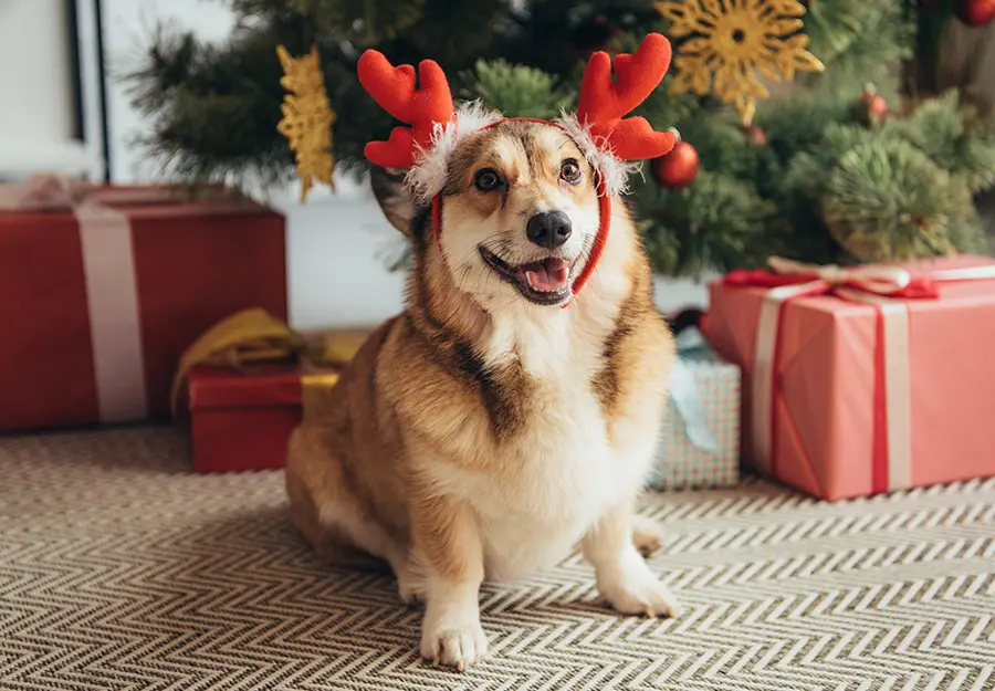 Christmas-gifts-for-dogs