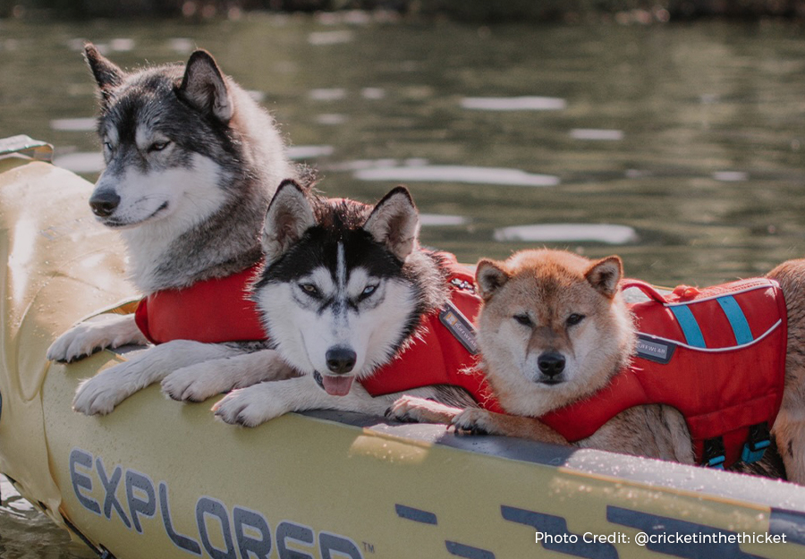 Dogs on boat wearing life jackets