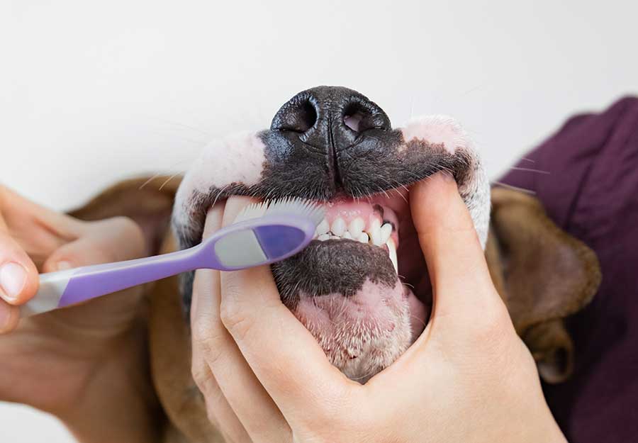 how-to-brush-dog-teeth