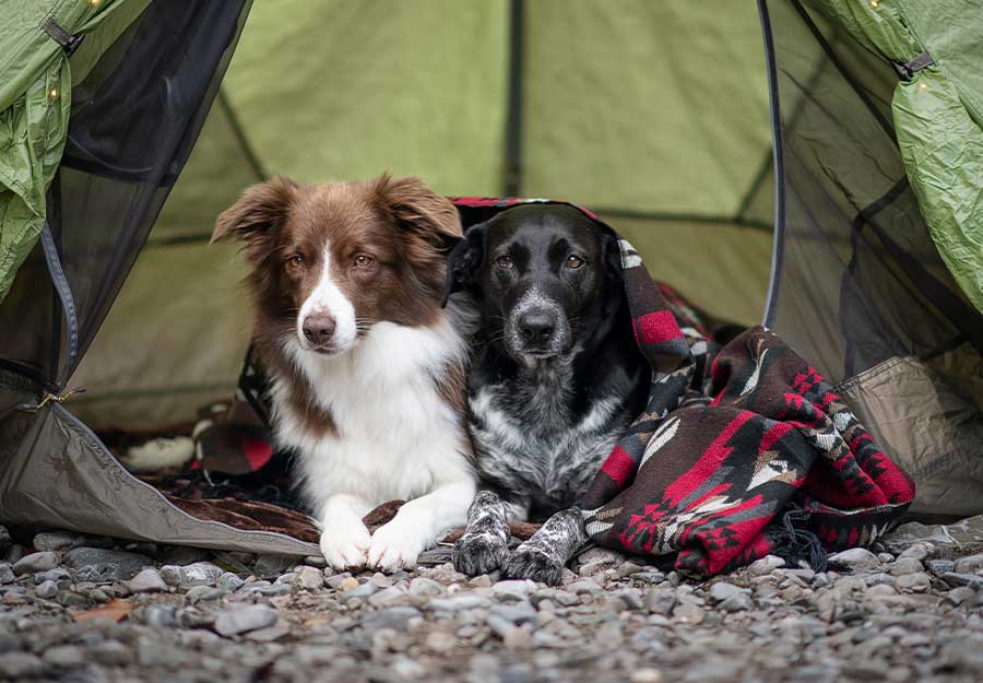 camping-with-dogs