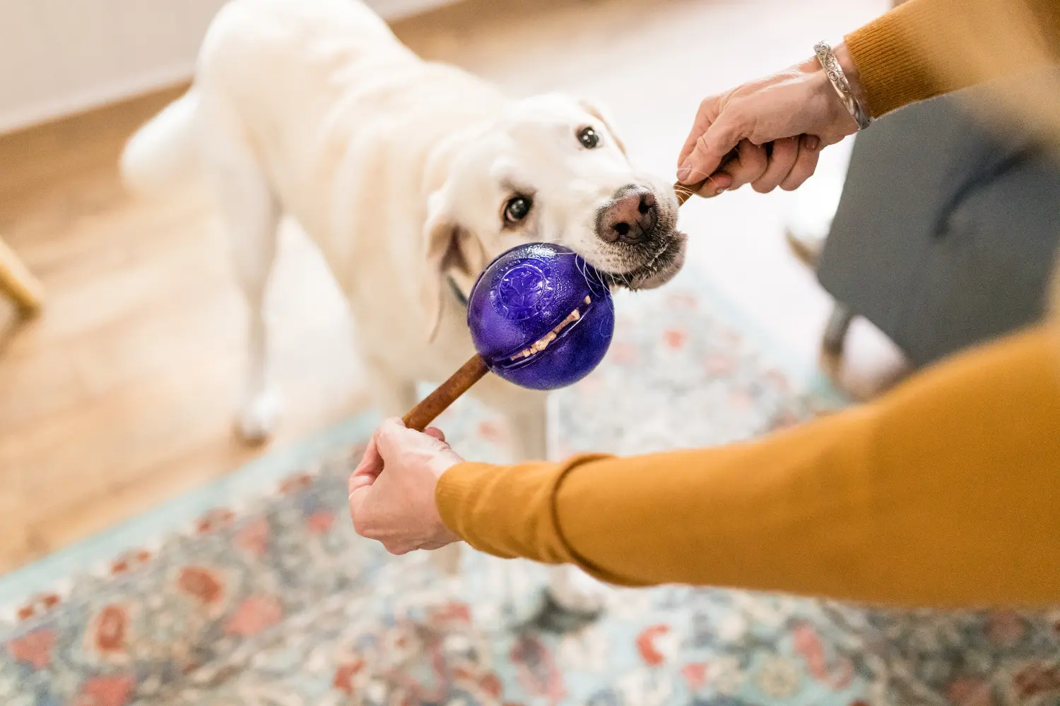 Dog with a Bully Stick and Holder