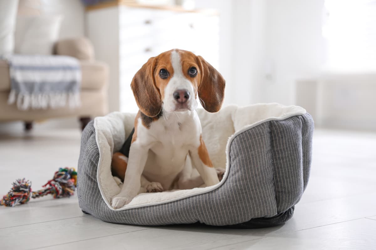 Best Dog Beds Article Feature