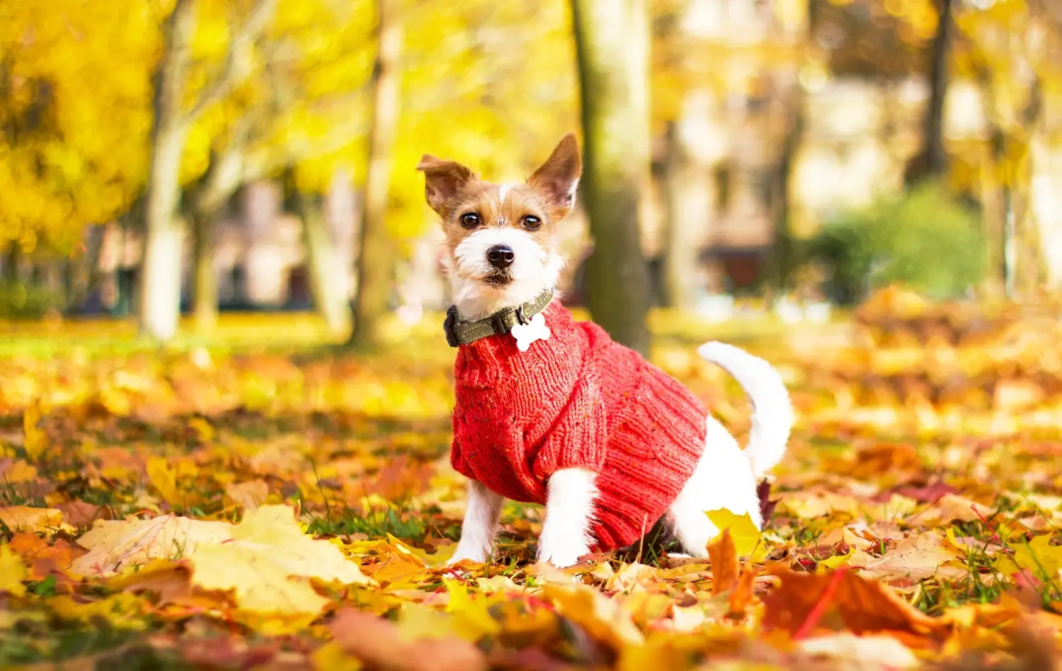 PUPTECK Dog Sweaters - Classic Plaid Winter Coats For Small Medium Large Dogs With Leash Hole