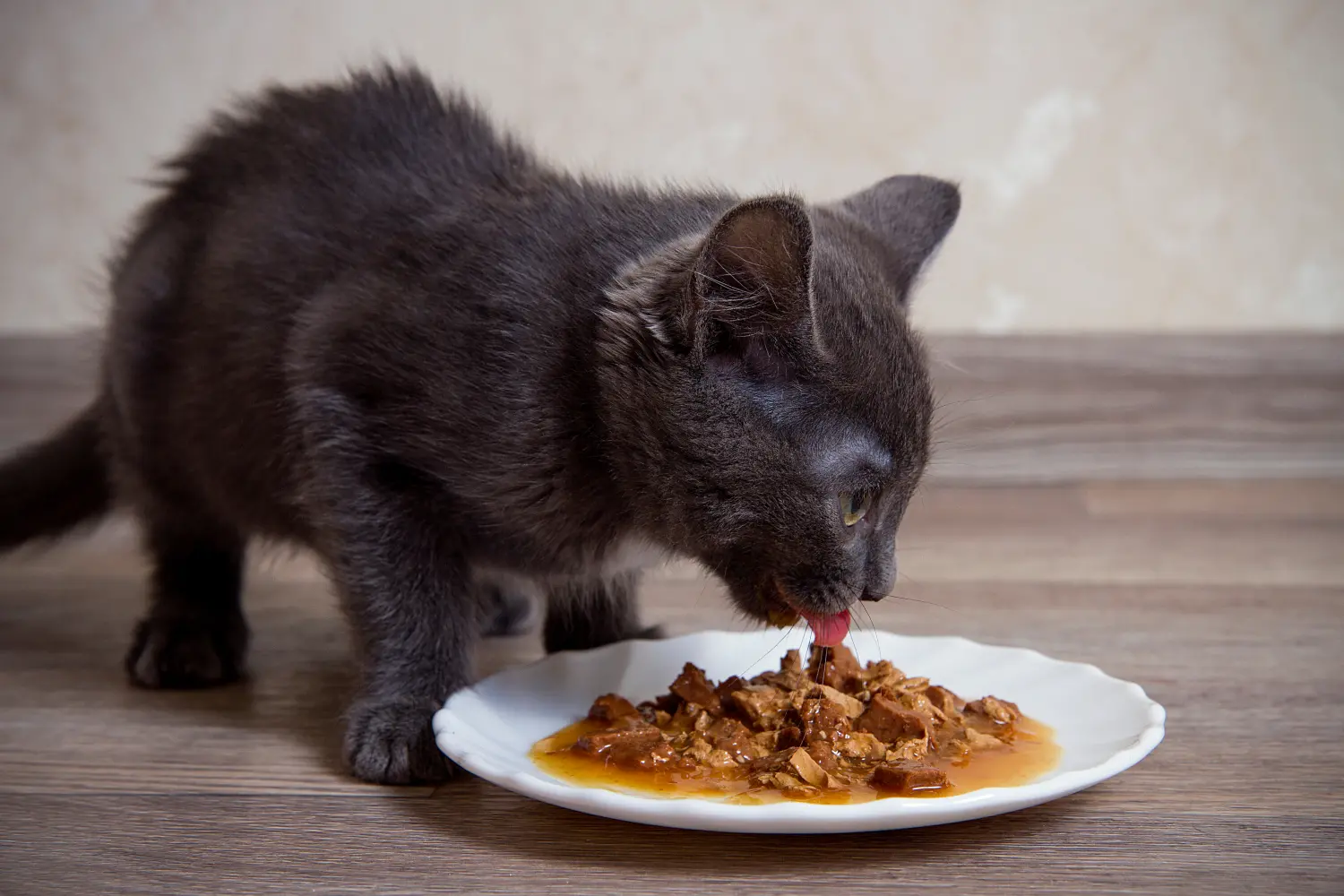 Kitten Eating Wet Food From Plate