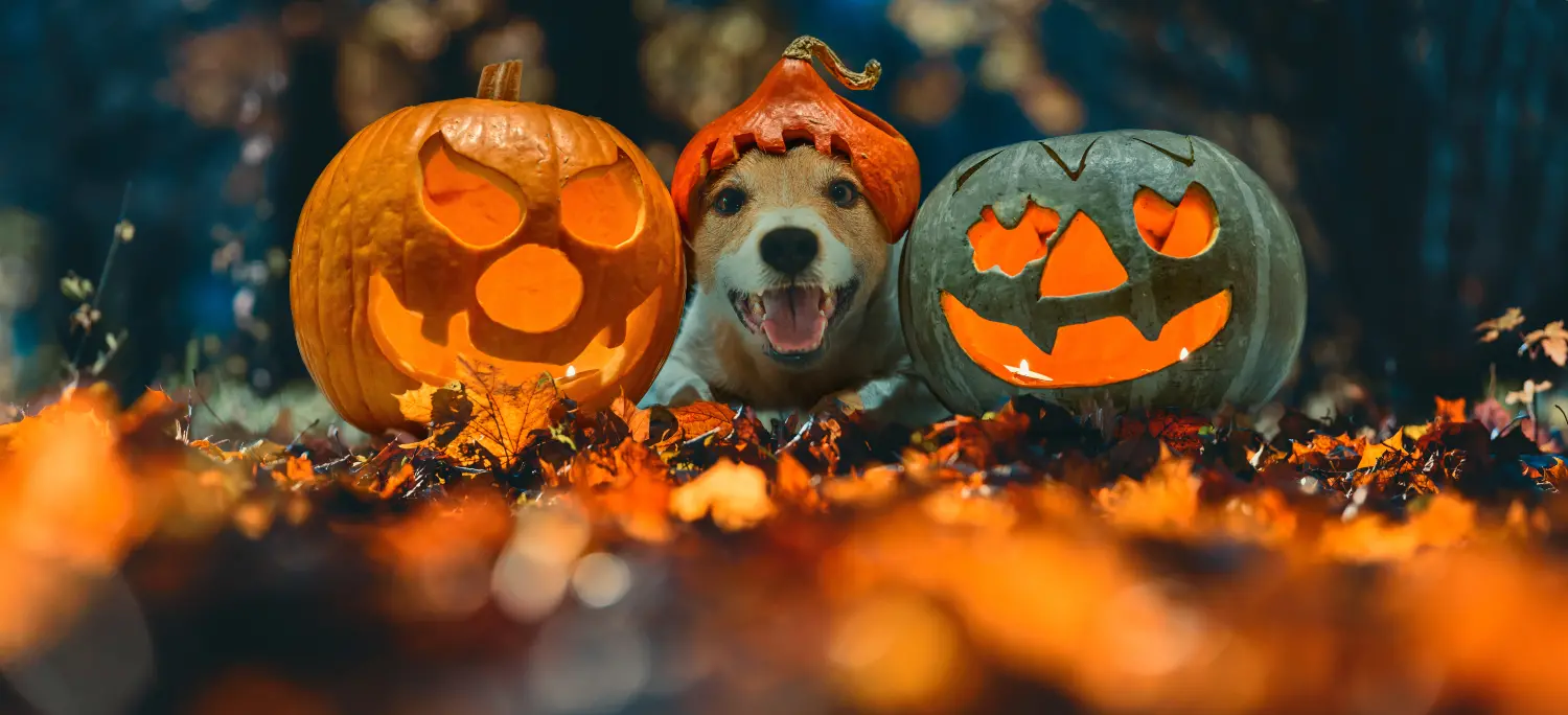 Halloween-safety-tips-for-pets