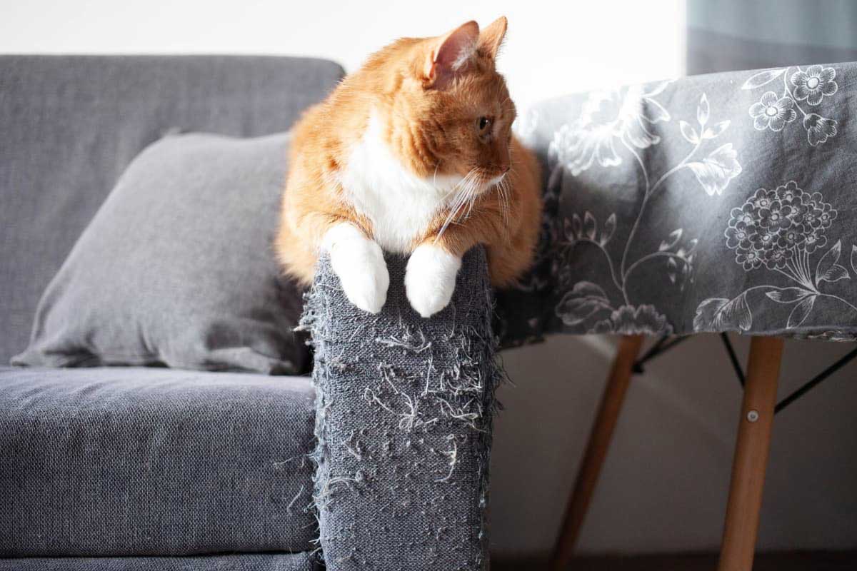 Cat scratching couch
