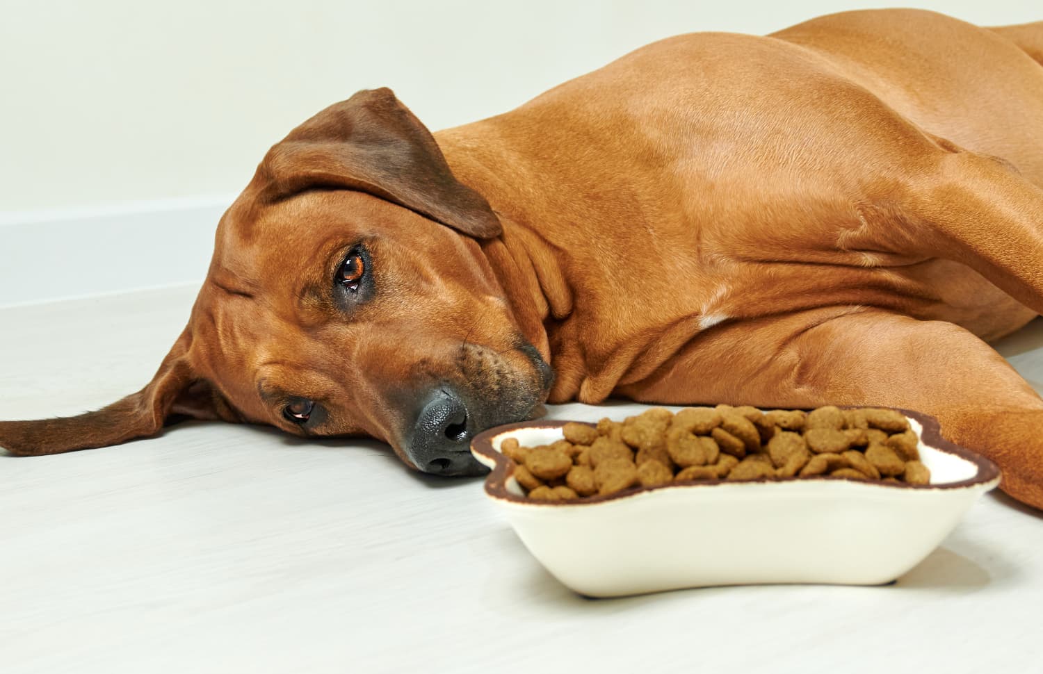 Dog laying flat in front of food bowl