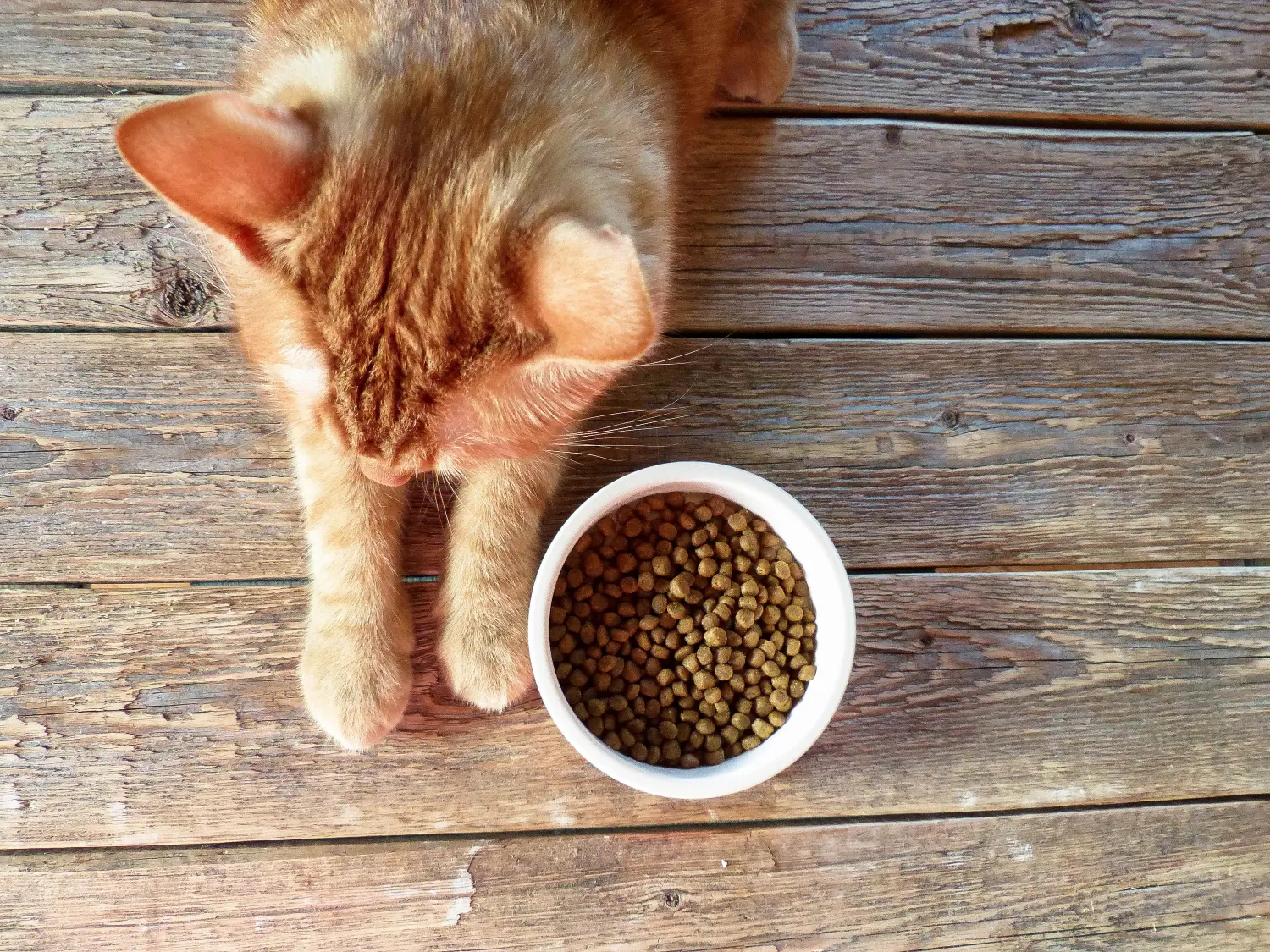 Cat sitting next to cat food bowl