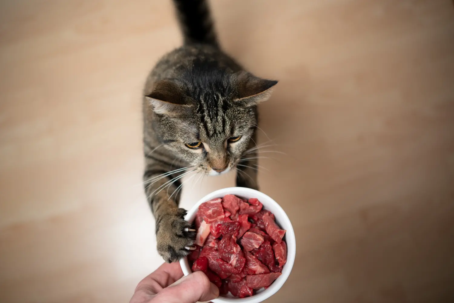 best-raw-cat-food