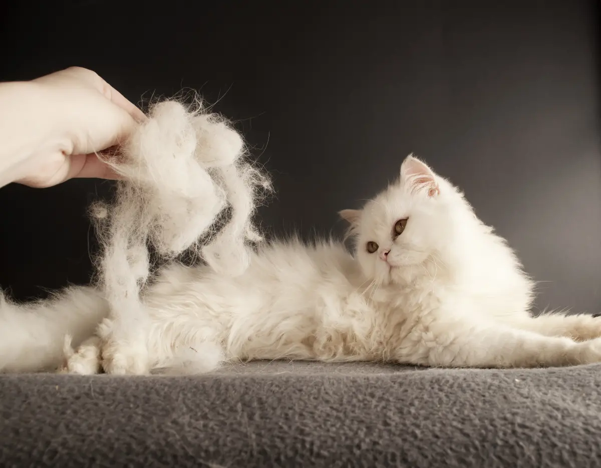 cat matted fur