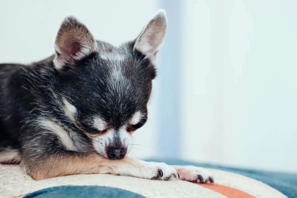 Dog Hot Spots
