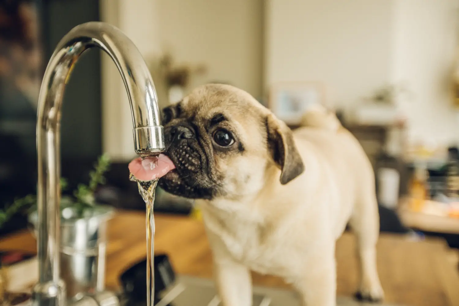 Pug drinking from kitchen tap