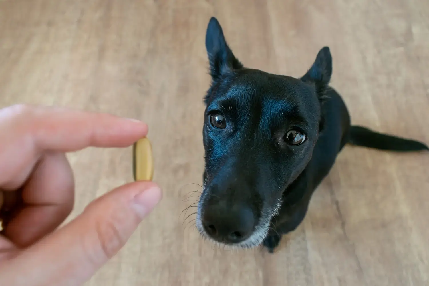 Best-dog-supplements