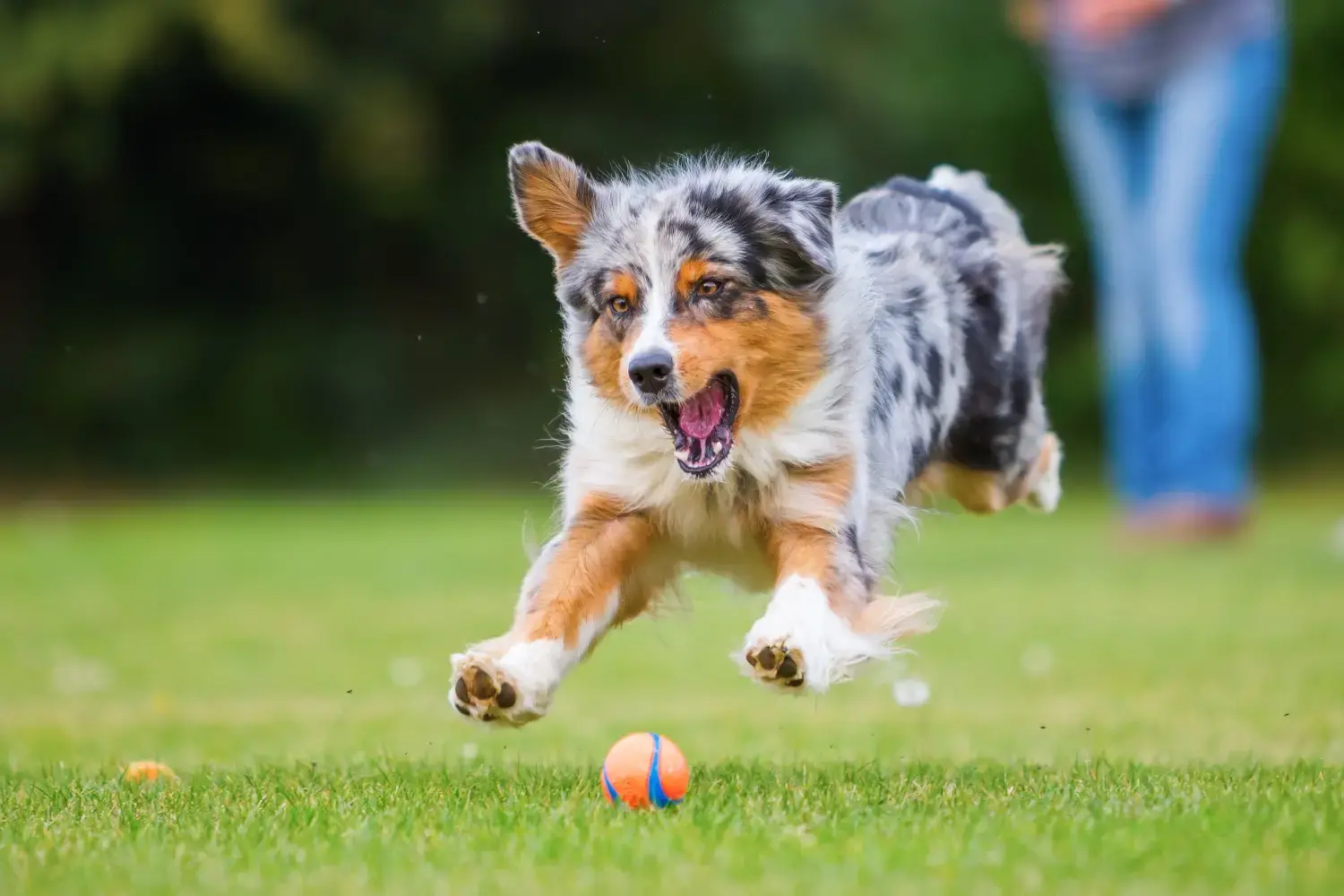 best-dog-toys
