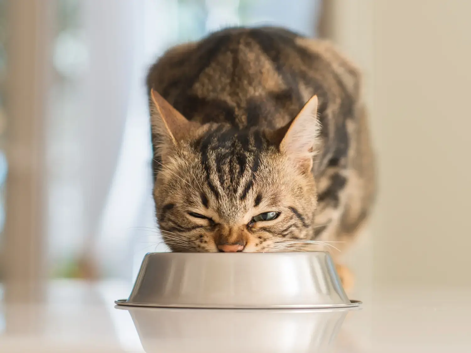 best-cat-food-canada
