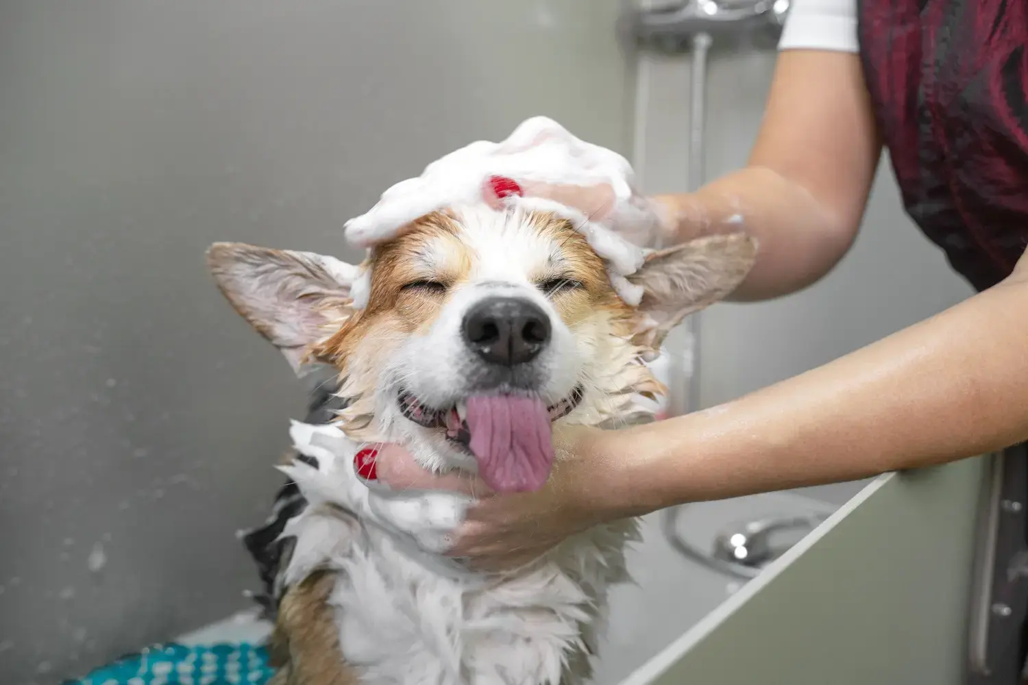 best-dog-shampoo