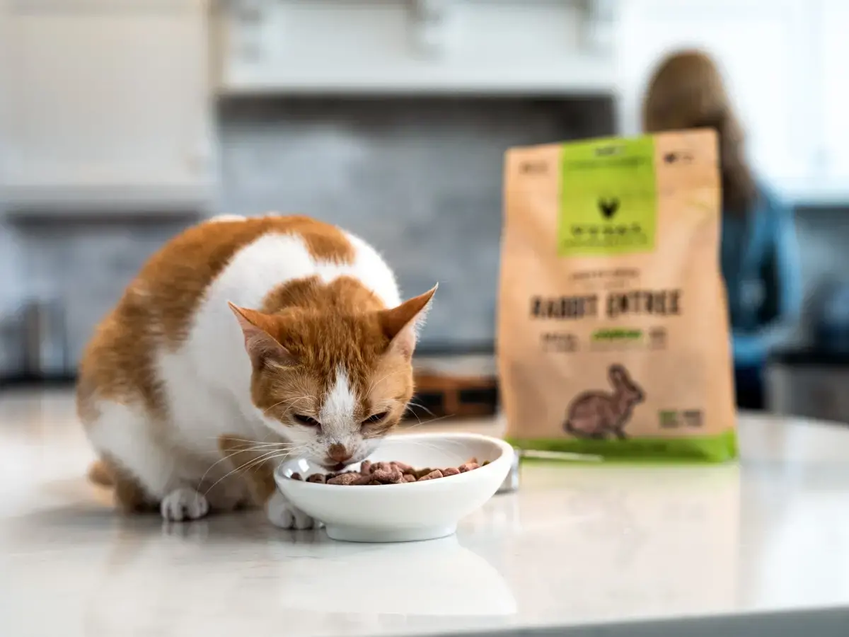 best-freeze-dried-cat-food-blog-post