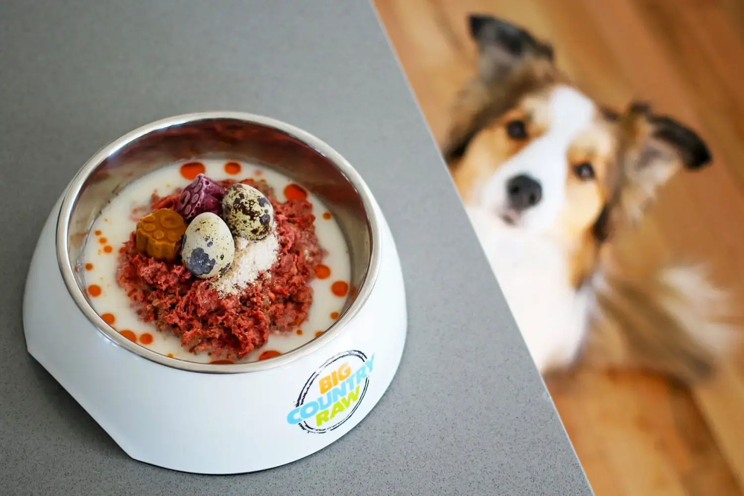 best-raw-dog-food-canada