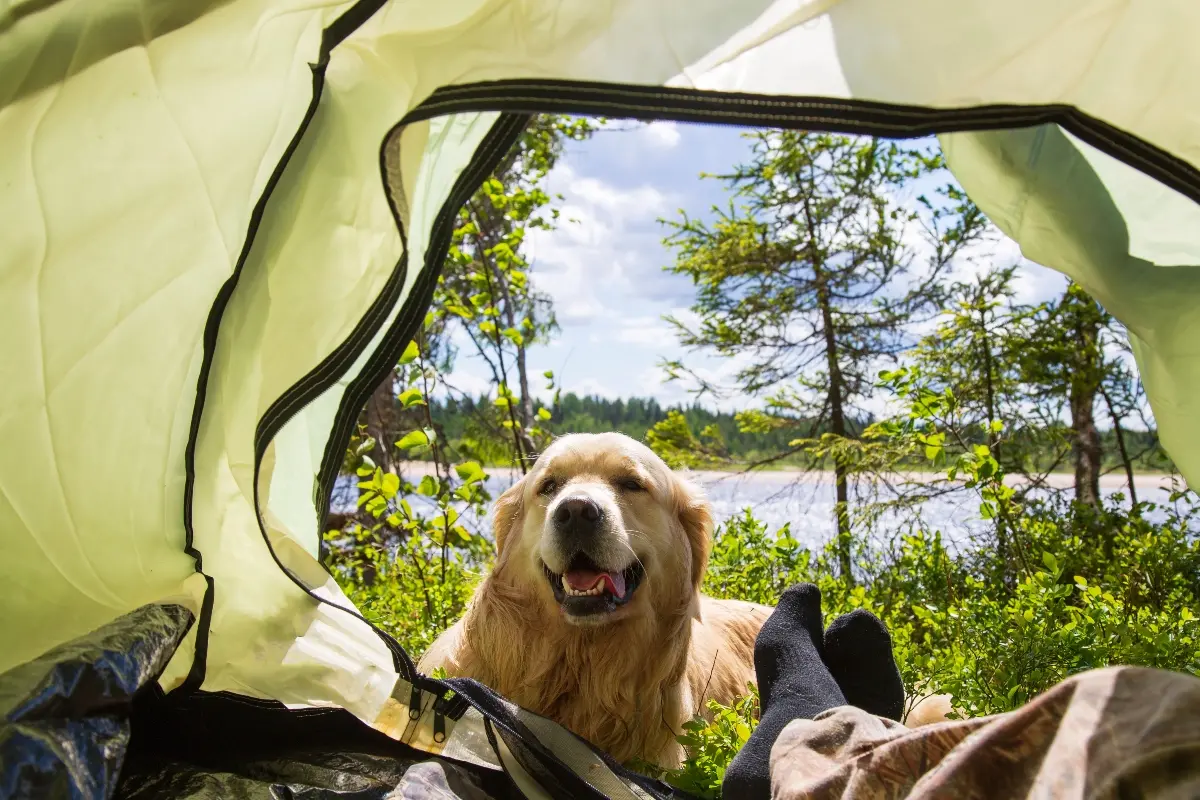 Best-dog-camping-gear-checklist