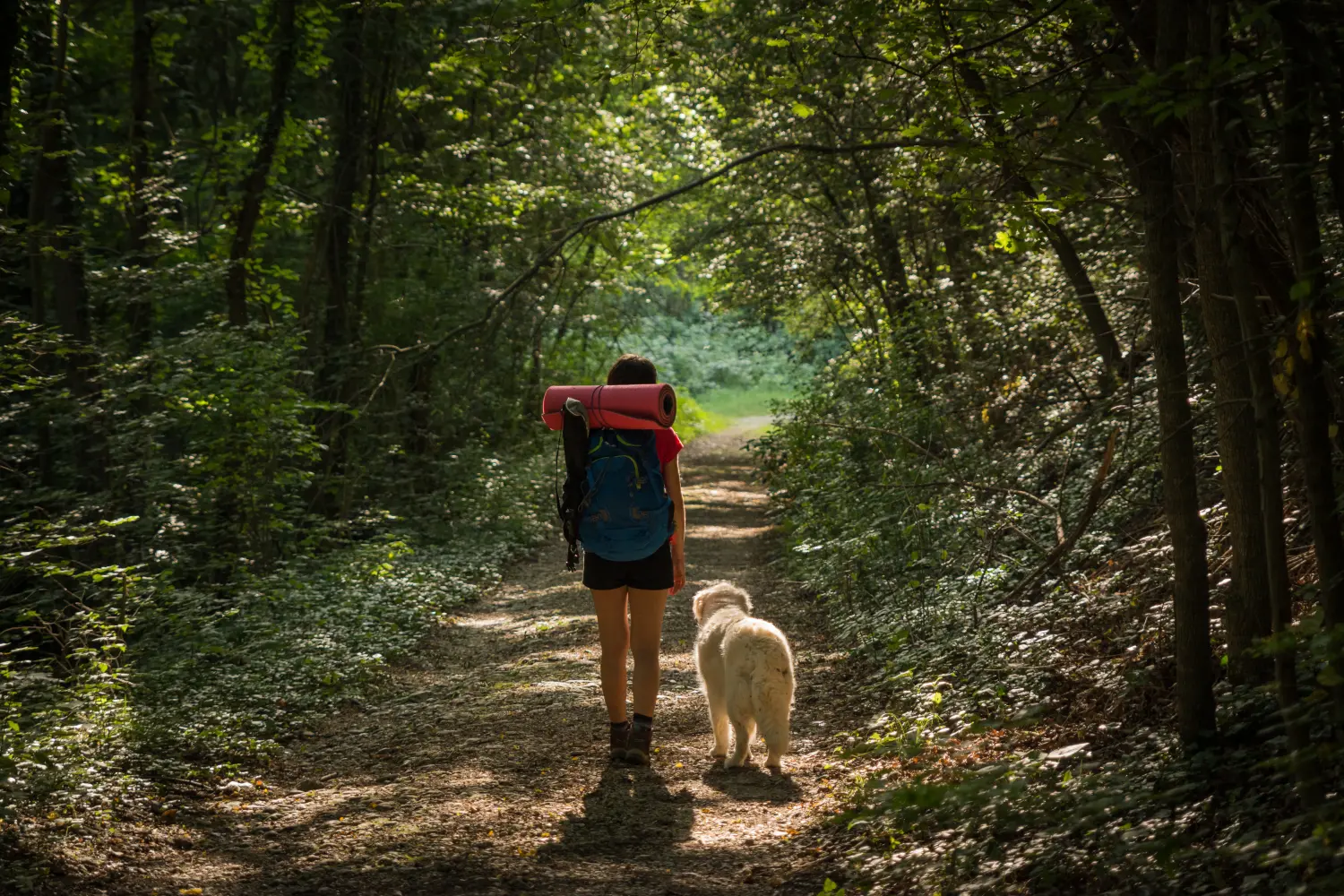 Best-dog-hiking-gear-checklist