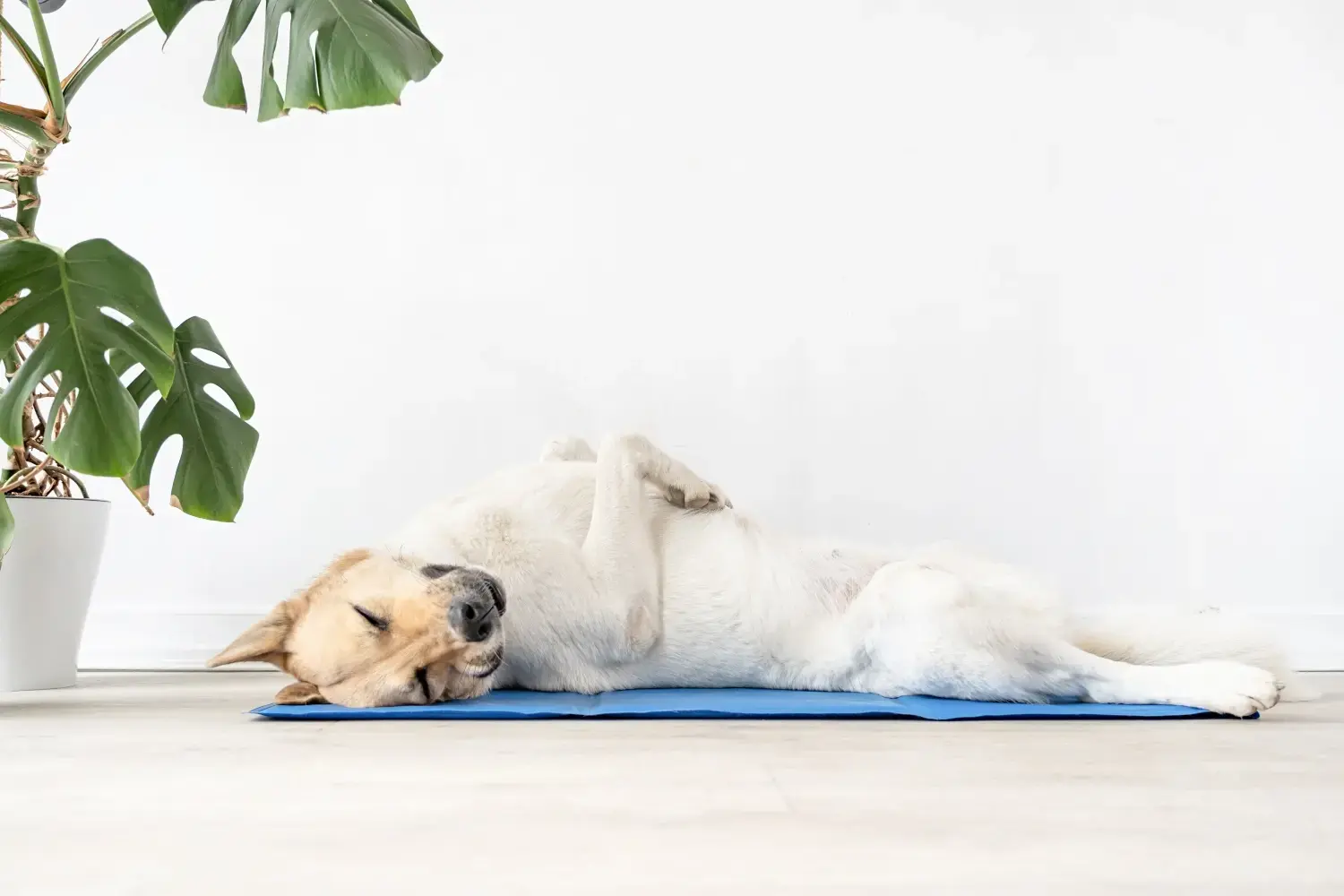 best-dog-cooling-mat