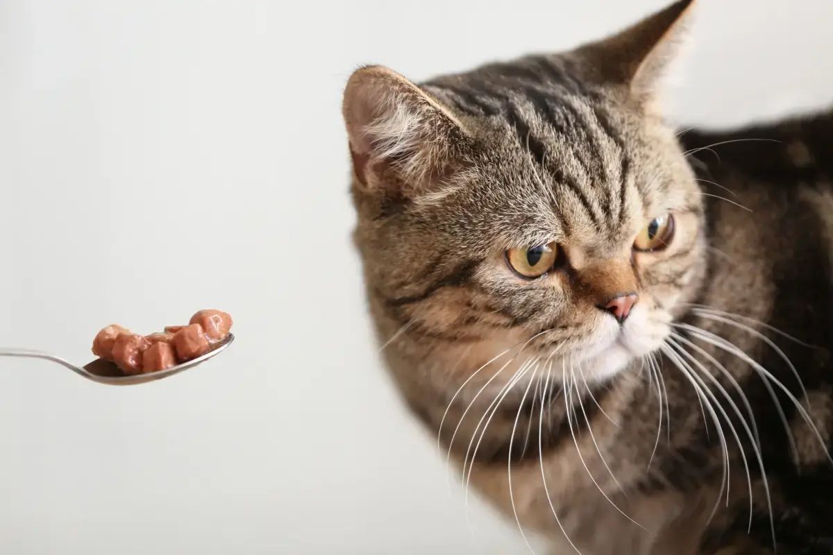 how-long-can-cats-go-without-food
