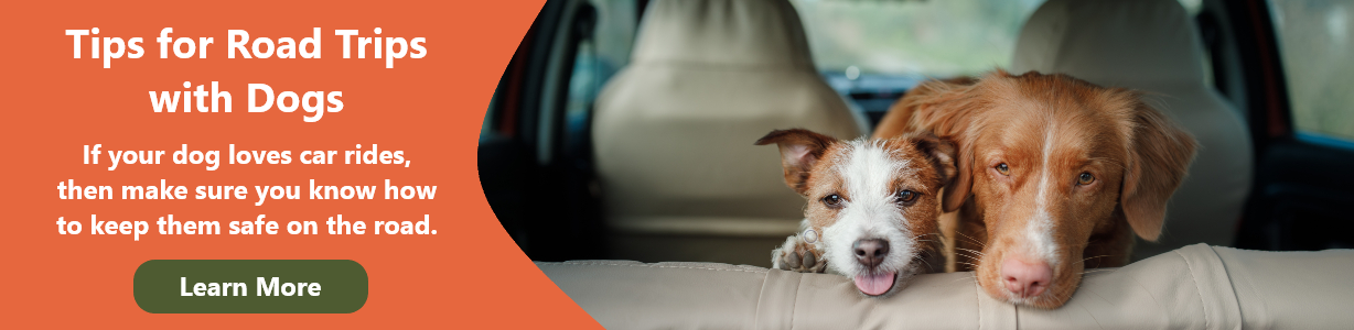 Tips for Road Trips with Dogs