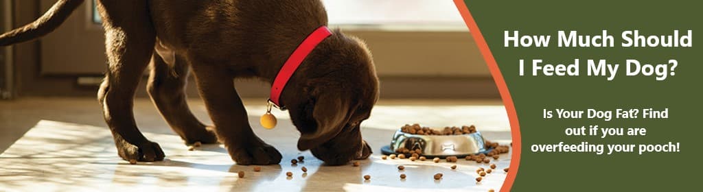Puppy Eating a Bowl of Kibble