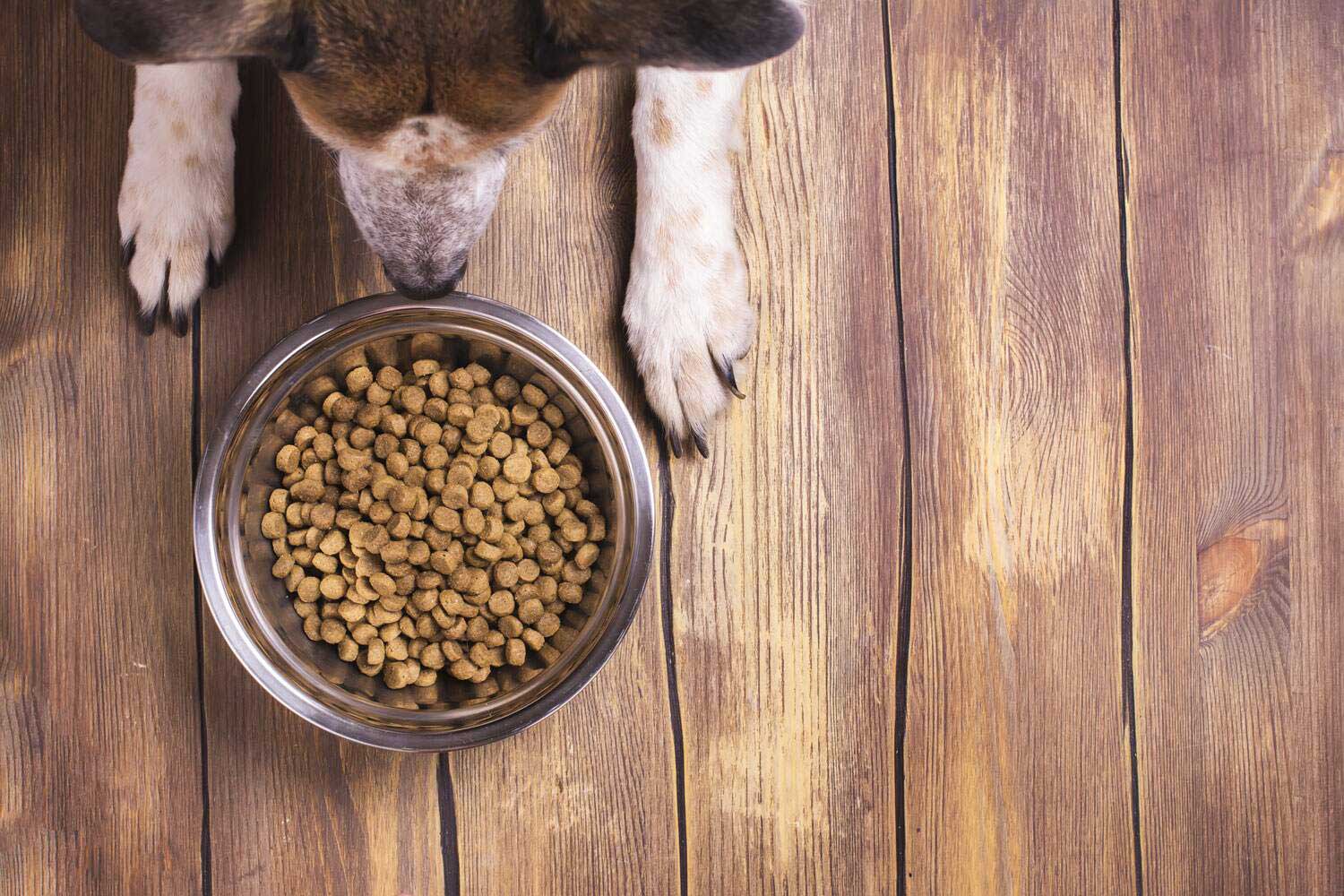 how-much-should-i-feed-my-dog