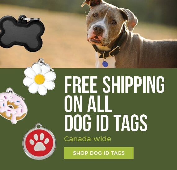 What To Put On A Dog Tag Keeping Your Dog Safe